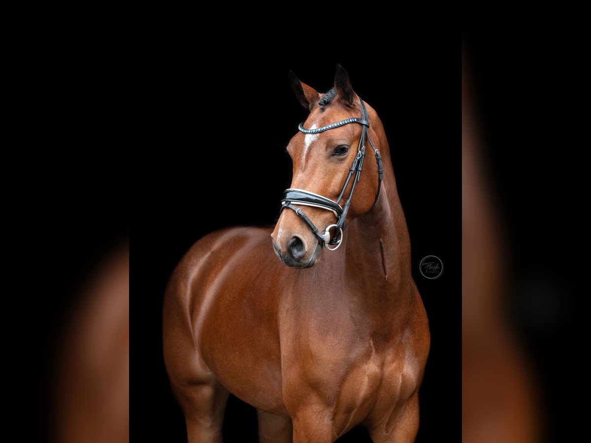 KWPN Merrie 6 Jaar 166 cm Bruin in Almelo