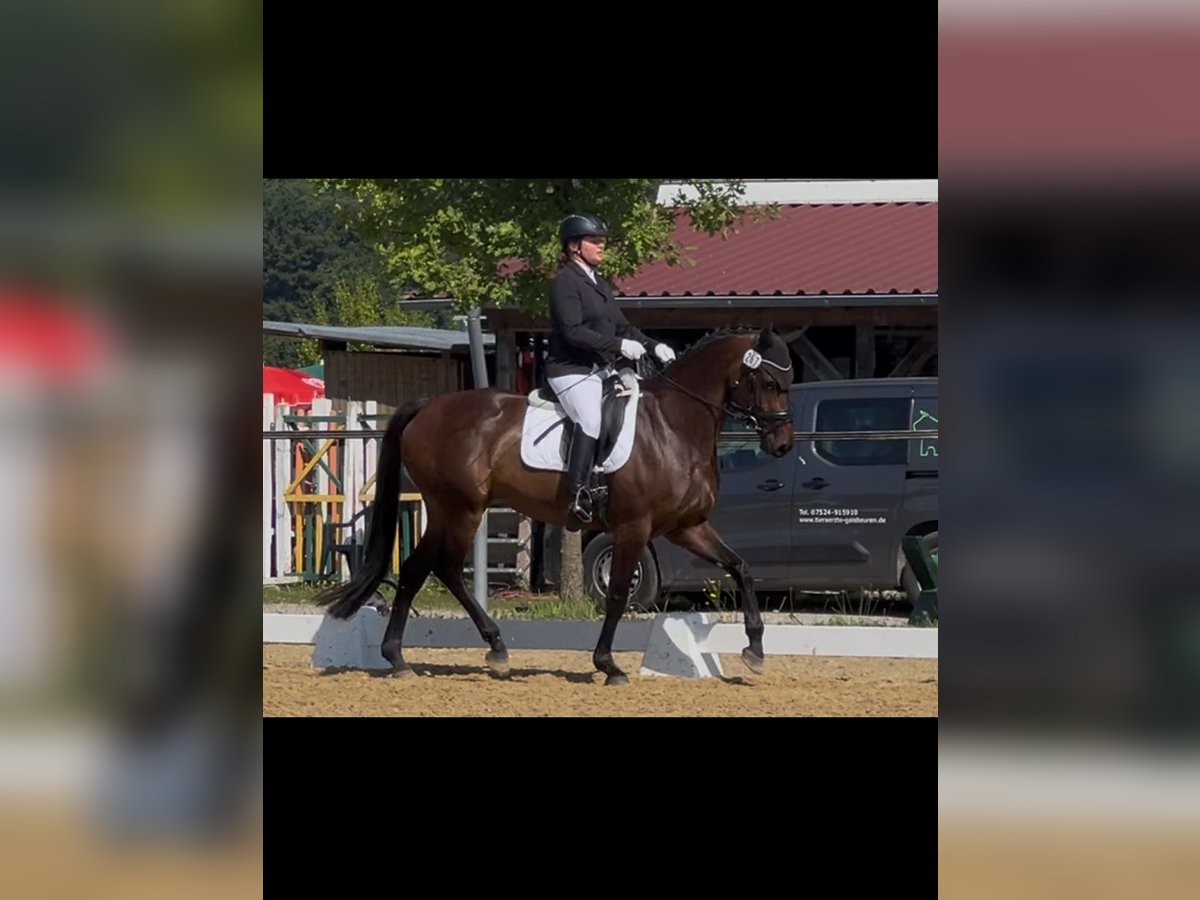 KWPN Merrie 6 Jaar 167 cm Donkerbruin in Metzingen