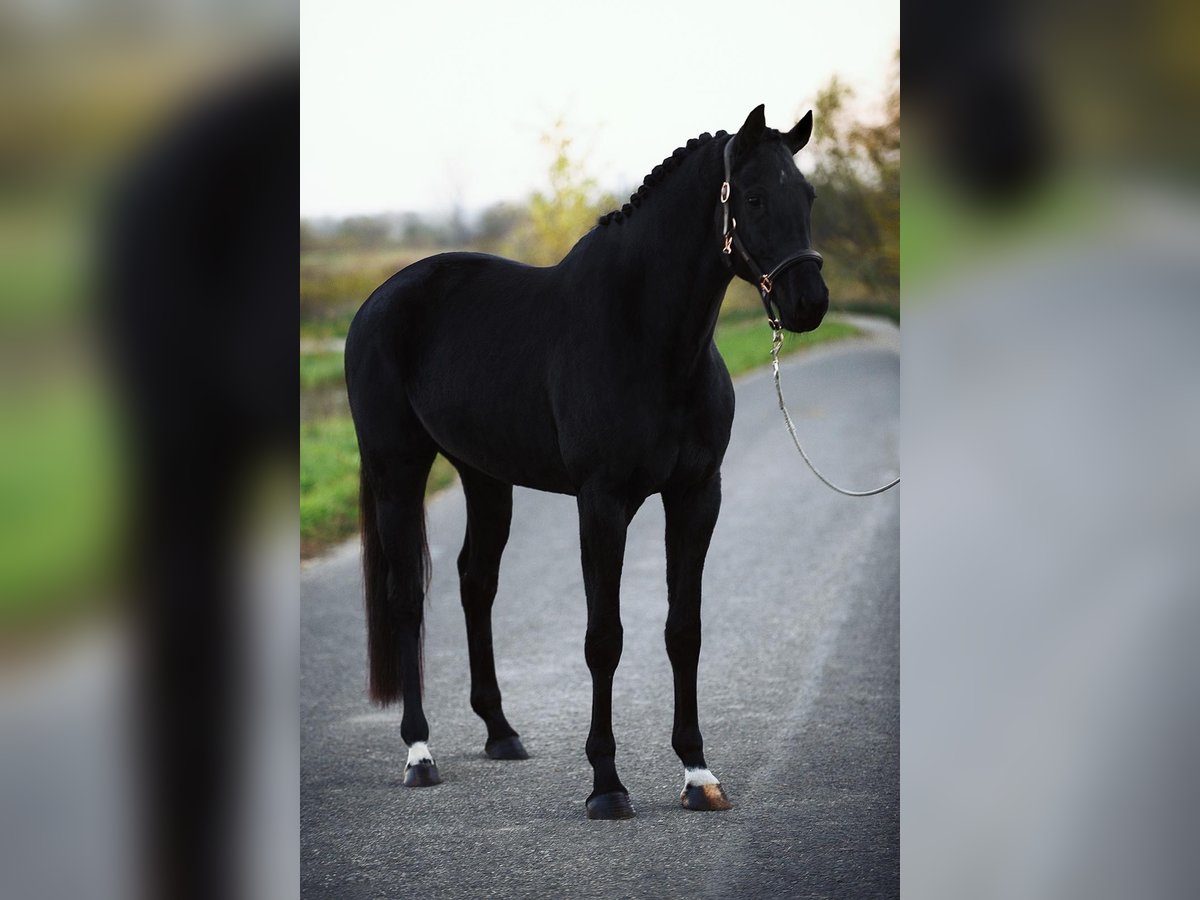 KWPN Merrie 6 Jaar 167 cm Zwart in Baracs