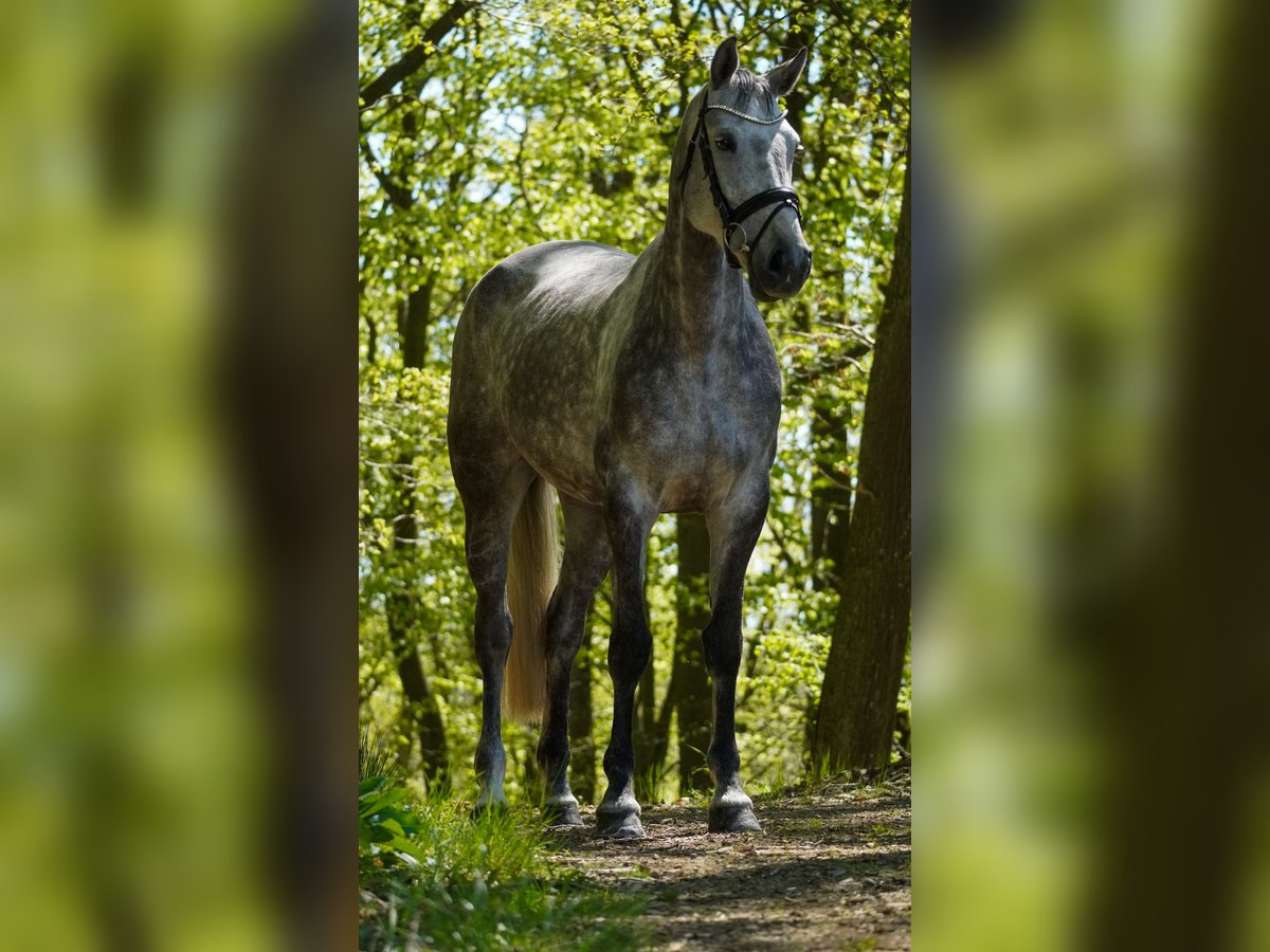 KWPN Merrie 6 Jaar 167 cm Zwartschimmel in Nettersheim