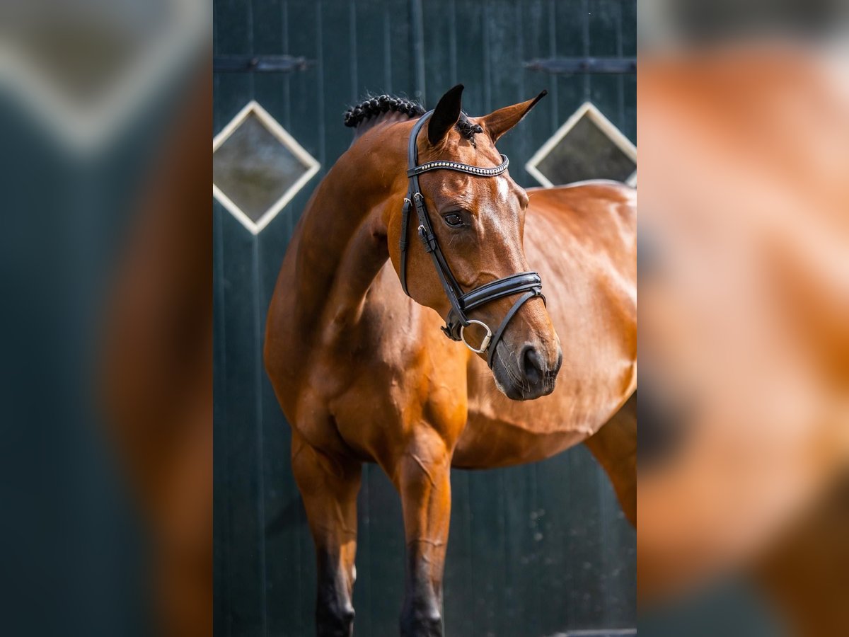 KWPN Merrie 6 Jaar 168 cm Bruin in Boekel