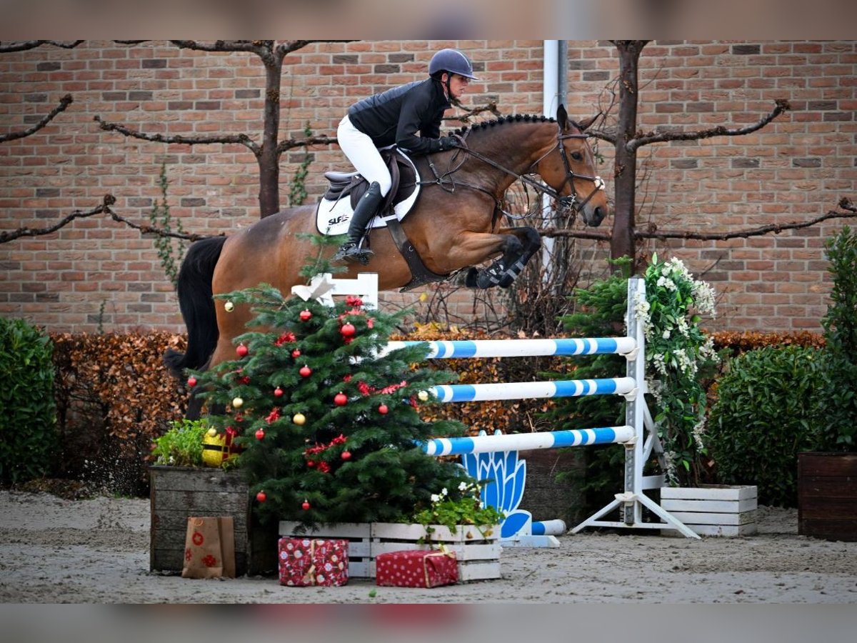 KWPN Merrie 6 Jaar 168 cm Donkerbruin in Moergestel