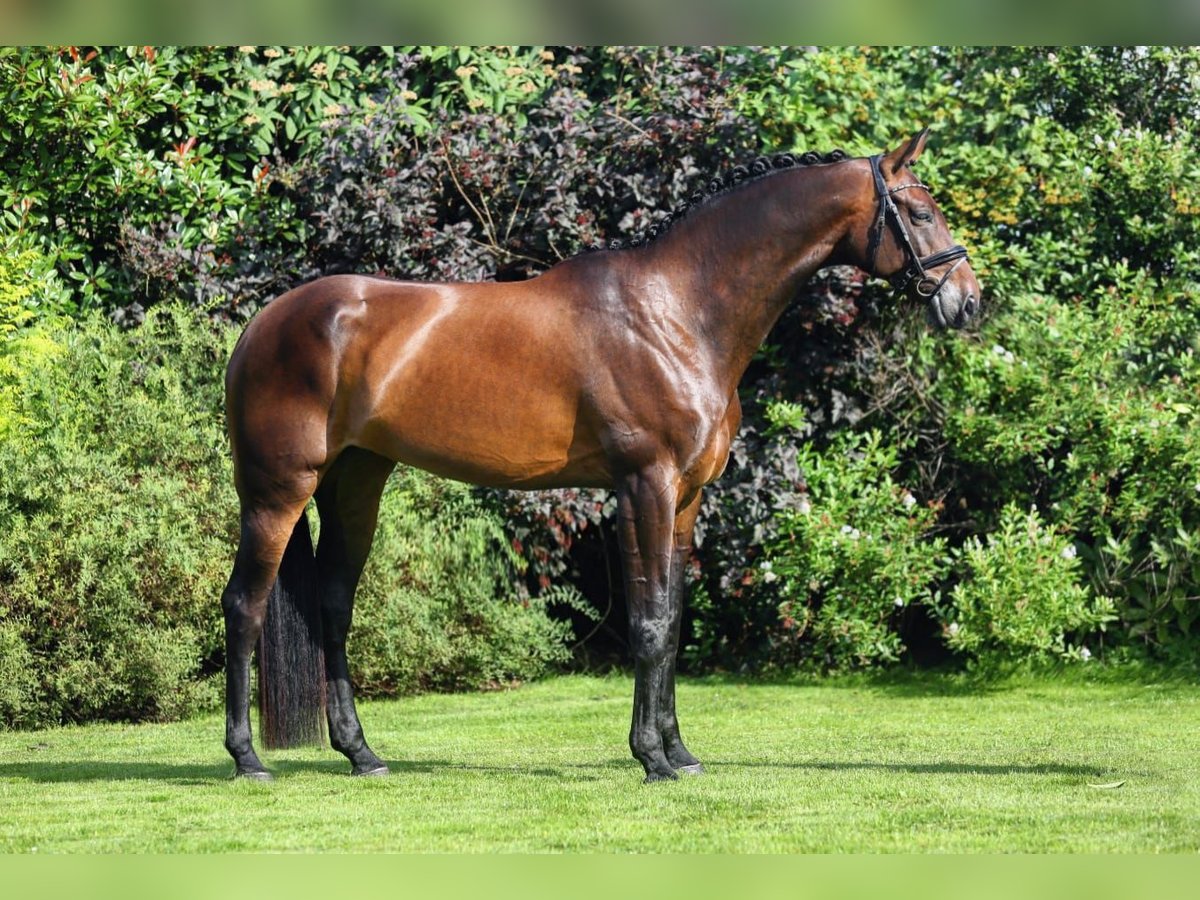 KWPN Merrie 6 Jaar 168 cm Roodbruin in Snina