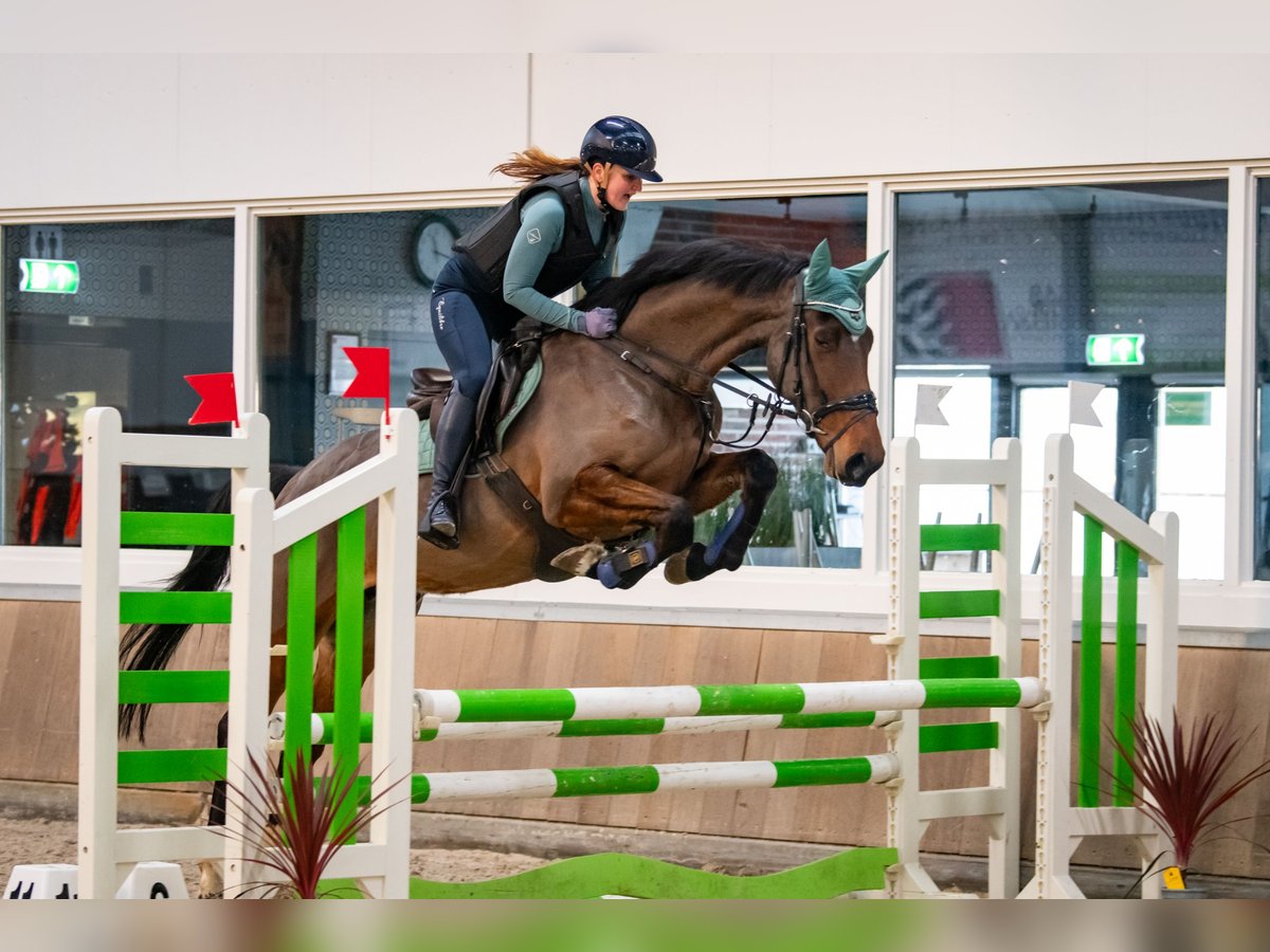 KWPN Merrie 6 Jaar 169 cm Bruin in Wijk en Aalburg