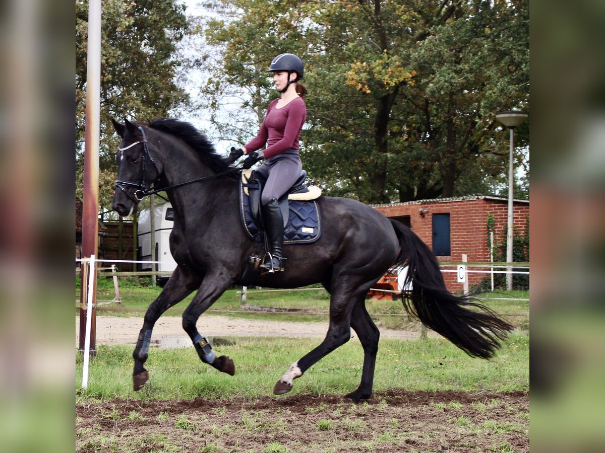 KWPN Merrie 6 Jaar 169 cm Zwartbruin in Esche