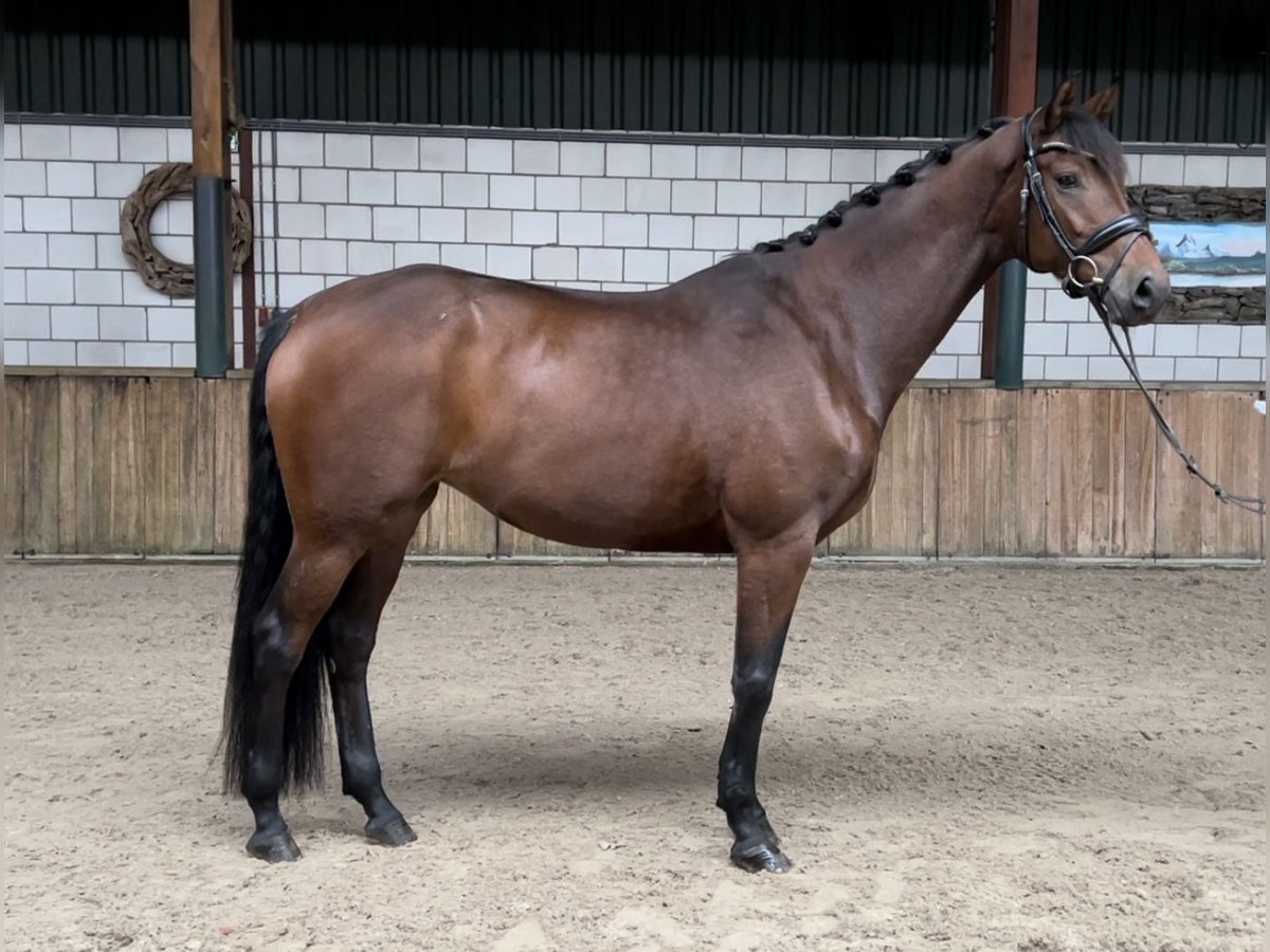 KWPN Merrie 6 Jaar 170 cm Donkerbruin in Oud Gastel