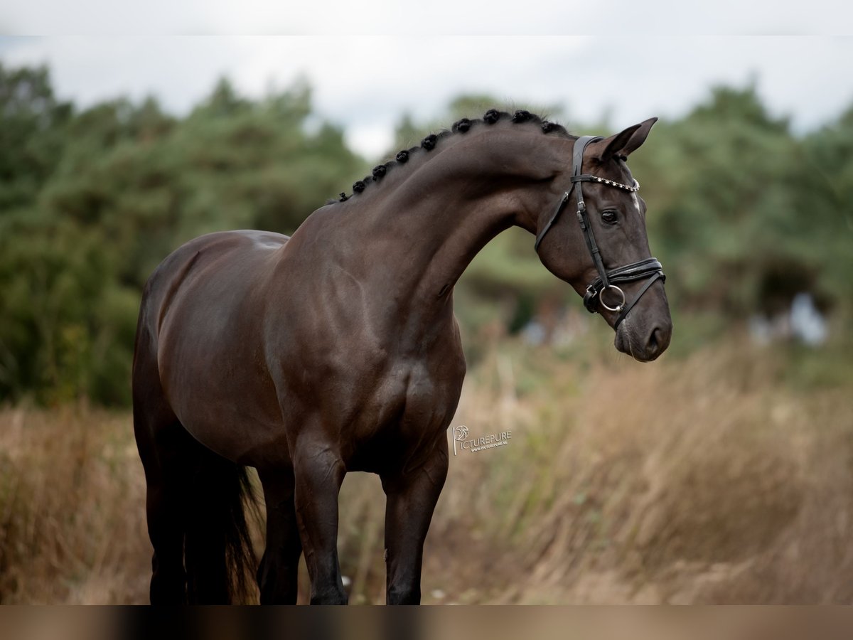 KWPN Merrie 6 Jaar 170 cm Zwart in Peer