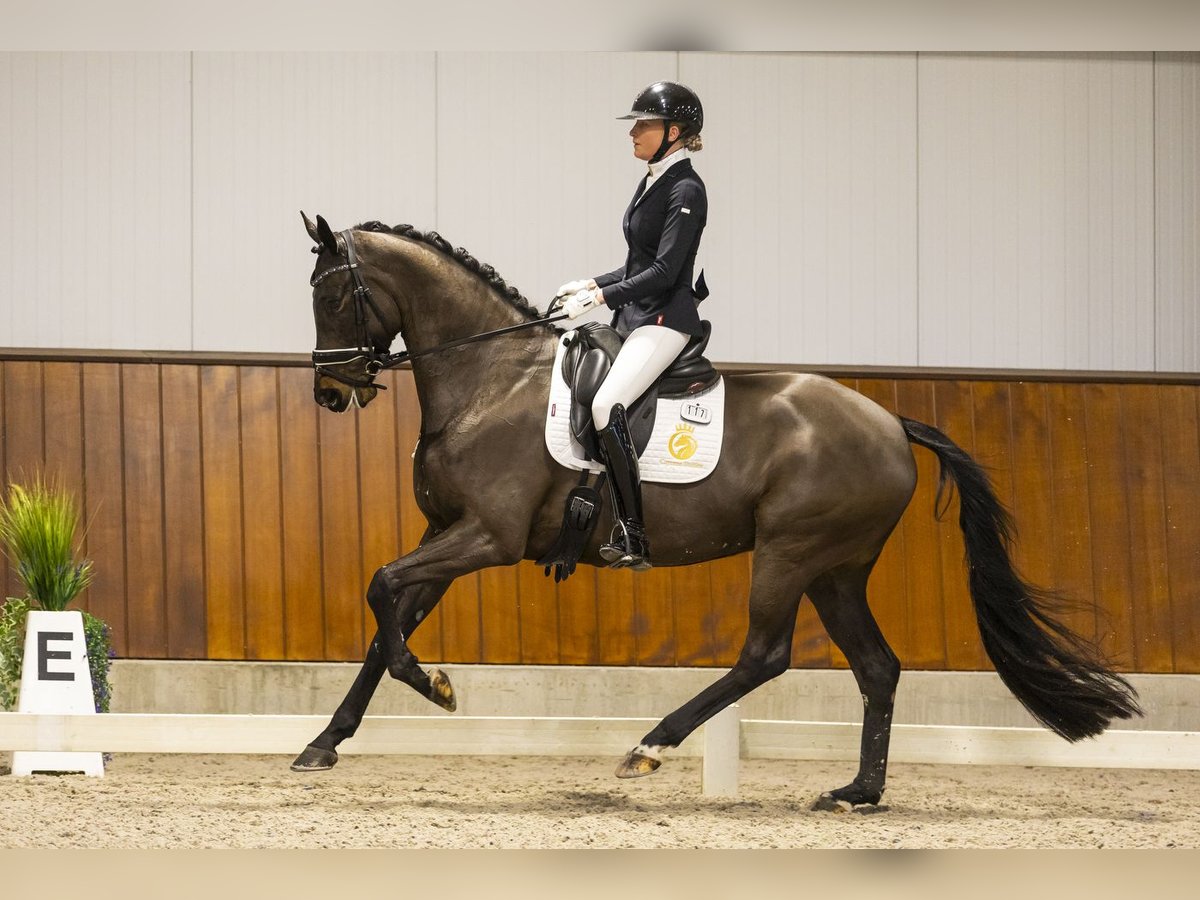 KWPN Merrie 6 Jaar 171 cm Donkerbruin in Aalsmeer