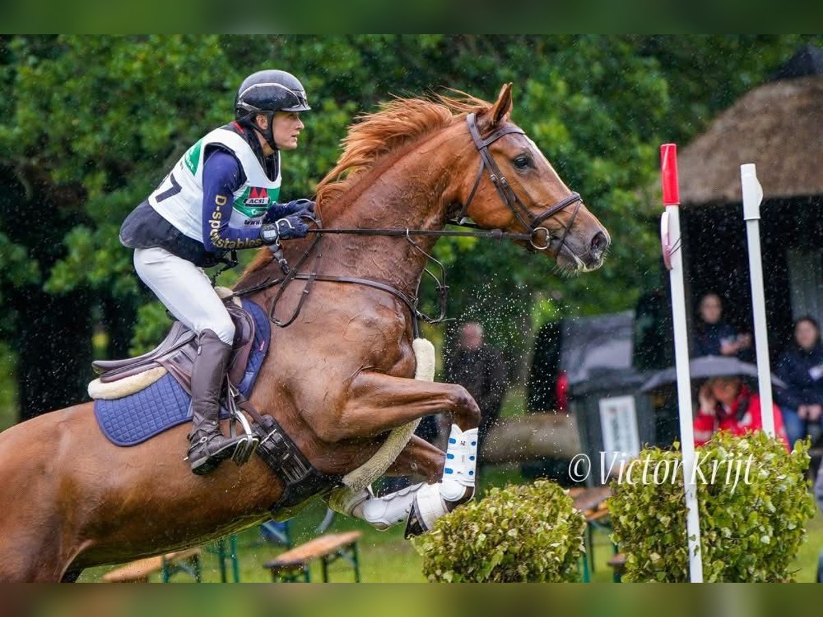 KWPN Merrie 6 Jaar 172 cm Vos in Nijkerk