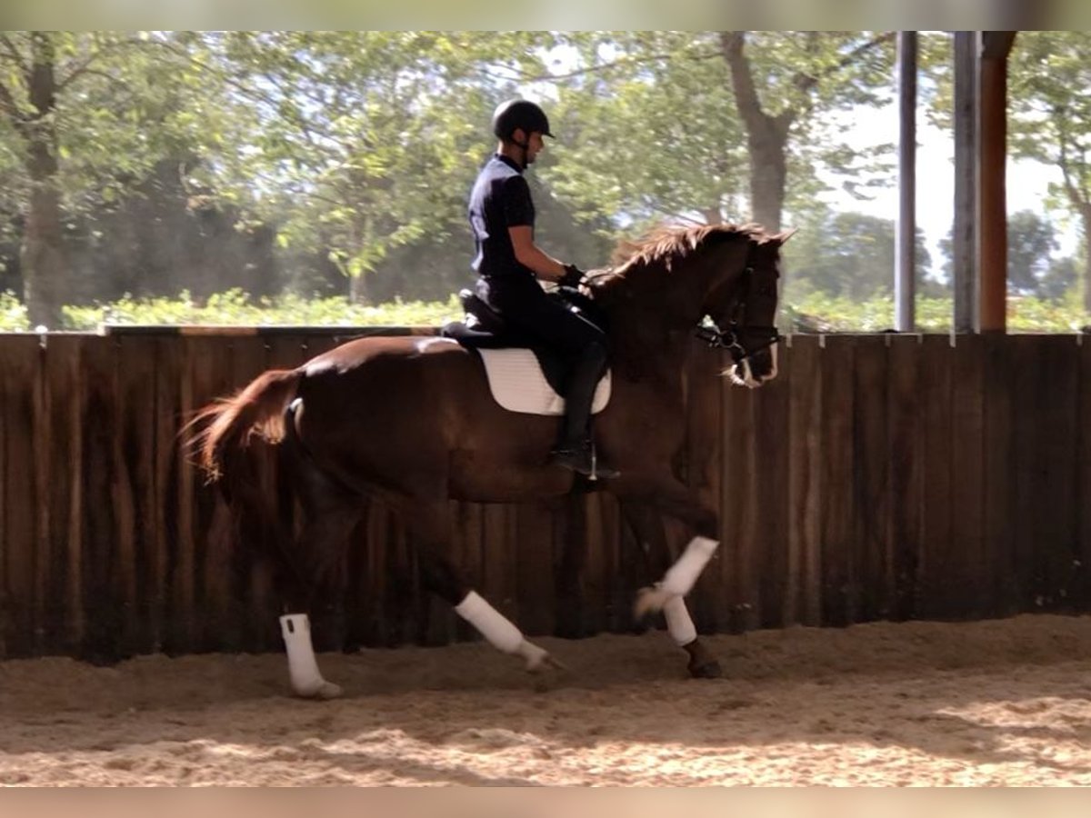 KWPN Merrie 6 Jaar 176 cm Vos in Neeritter