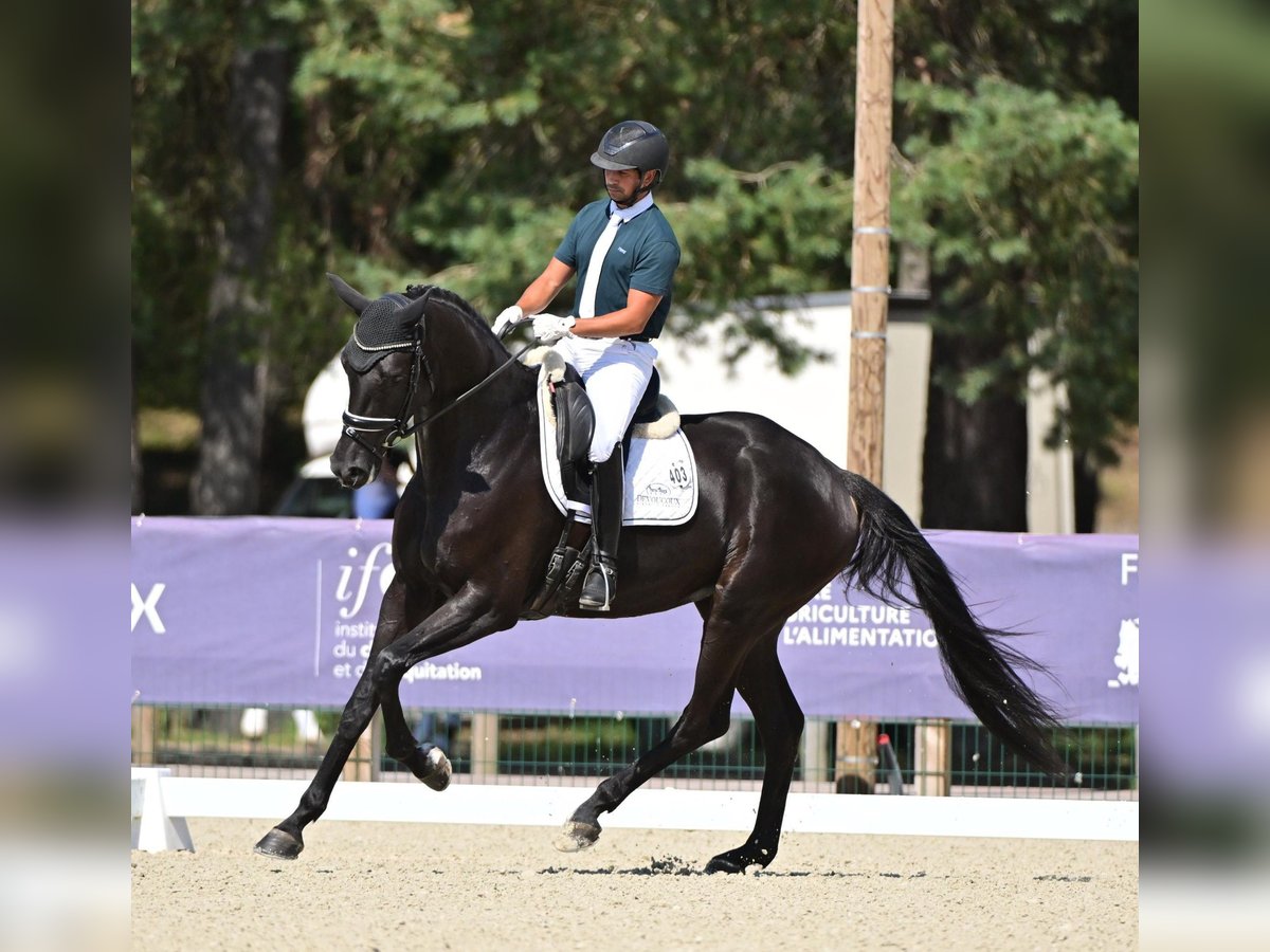 KWPN Merrie 6 Jaar 178 cm Zwart in Ferte gauche
