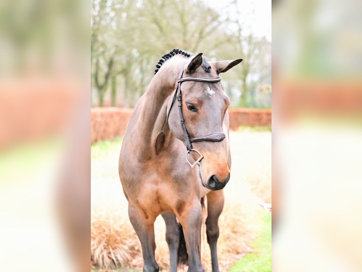 KWPN Merrie 6 Jaar Bruin in Bladel