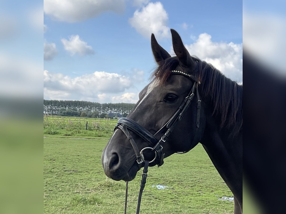 KWPN Merrie 7 Jaar 157 cm Donkerbruin in Biervliet