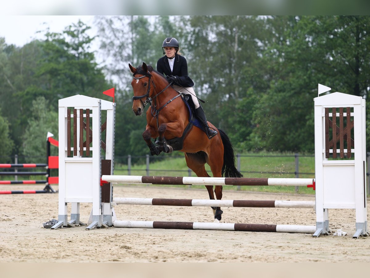 KWPN Merrie 7 Jaar 162 cm Bruin in Dorst