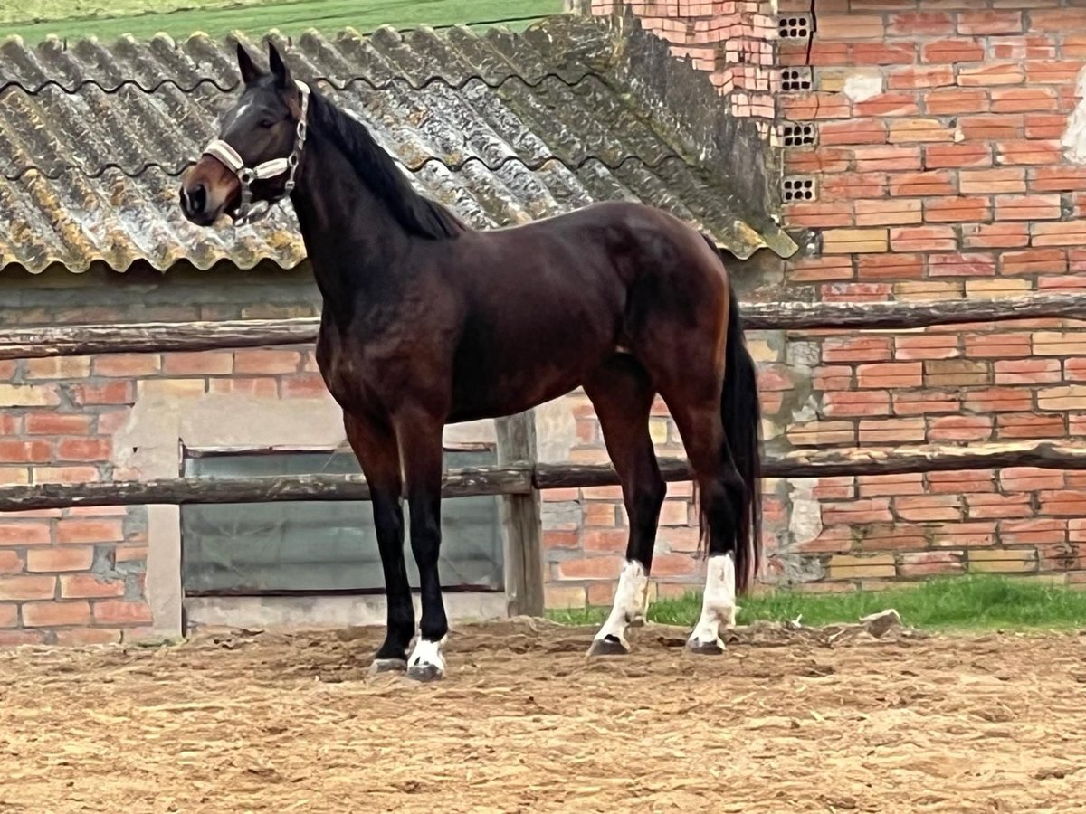 KWPN Merrie 7 Jaar 163 cm Bruin in Canapost