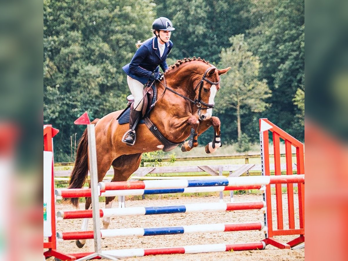 KWPN Merrie 7 Jaar 165 cm Vos in Ambt Delden