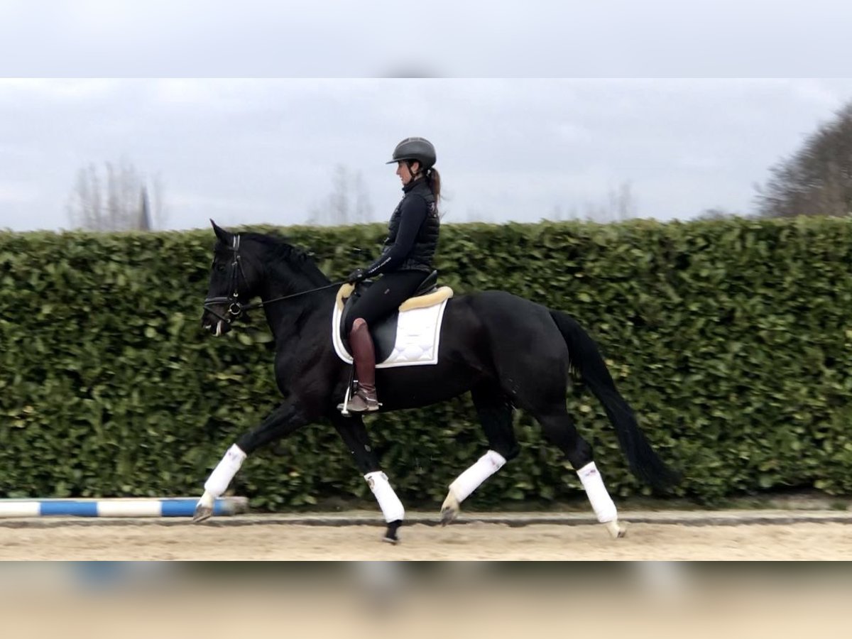 KWPN Merrie 7 Jaar 165 cm Zwart in Neeritter