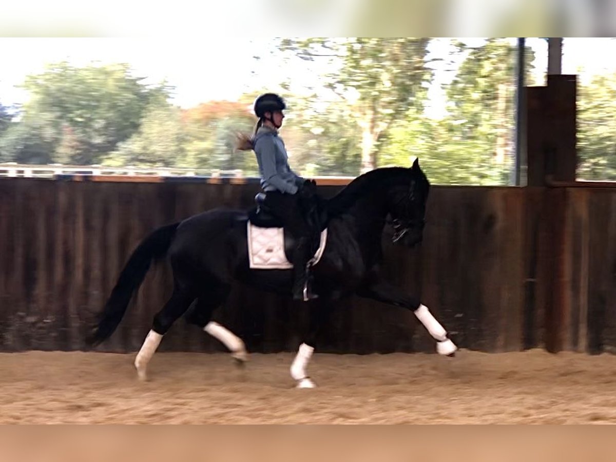 KWPN Merrie 7 Jaar 165 cm Zwart in Neeritter