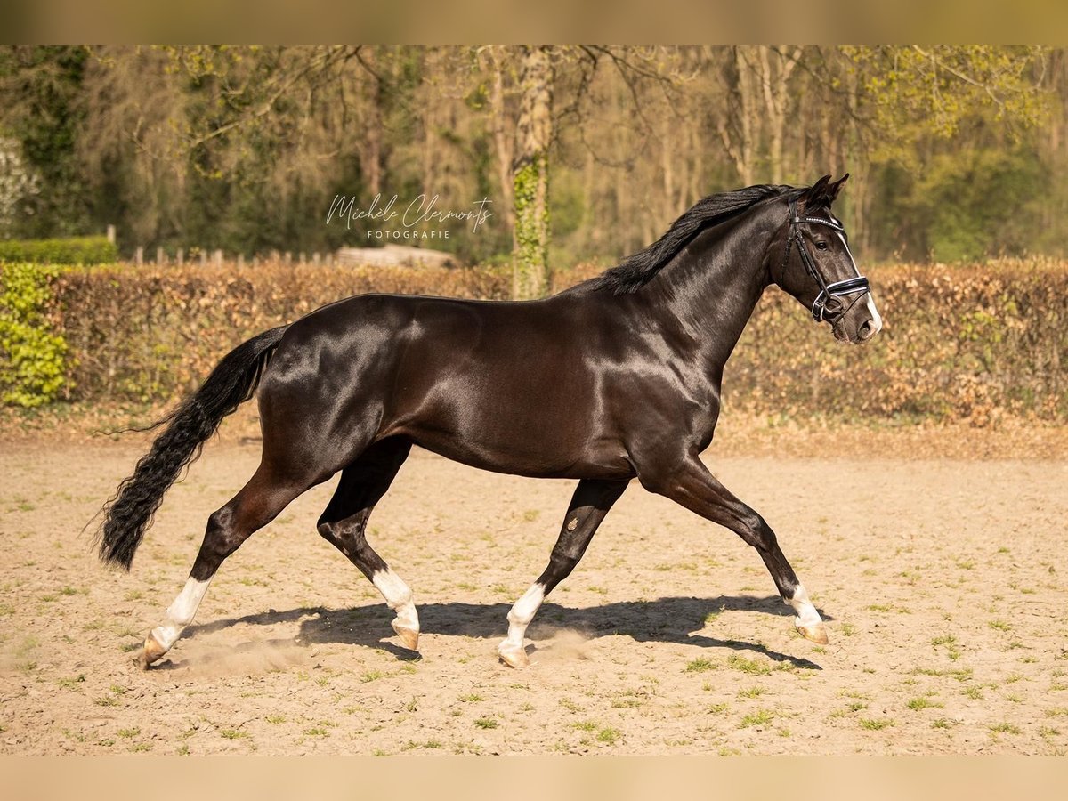 KWPN Merrie 7 Jaar 166 cm Donkerbruin in Meterik