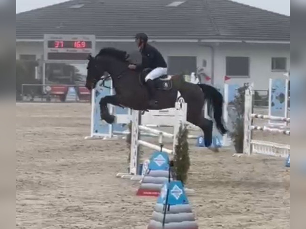 KWPN Merrie 7 Jaar 168 cm Donkerbruin in Bielefeld