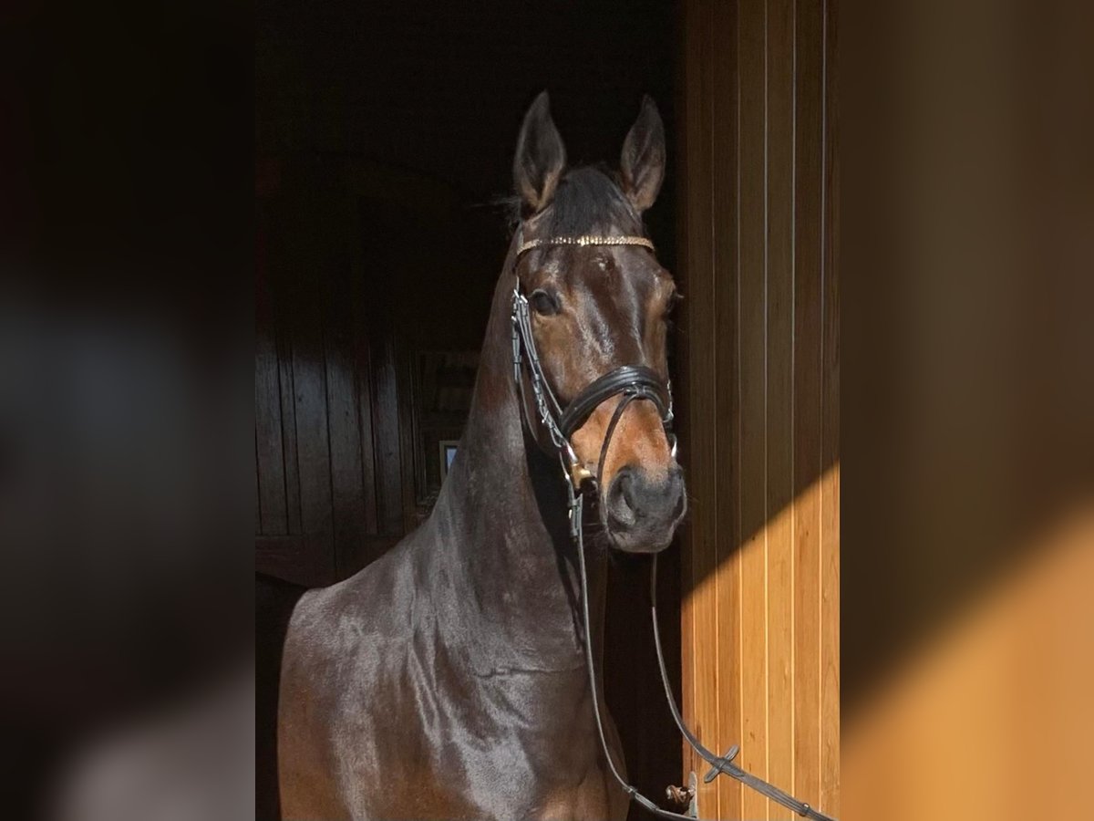 KWPN Merrie 7 Jaar 169 cm Roodbruin in Dreumel