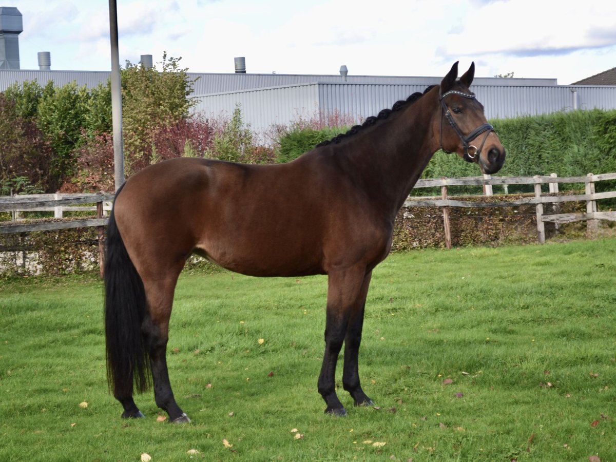KWPN Merrie 7 Jaar 170 cm Bruin in Westerhoven
