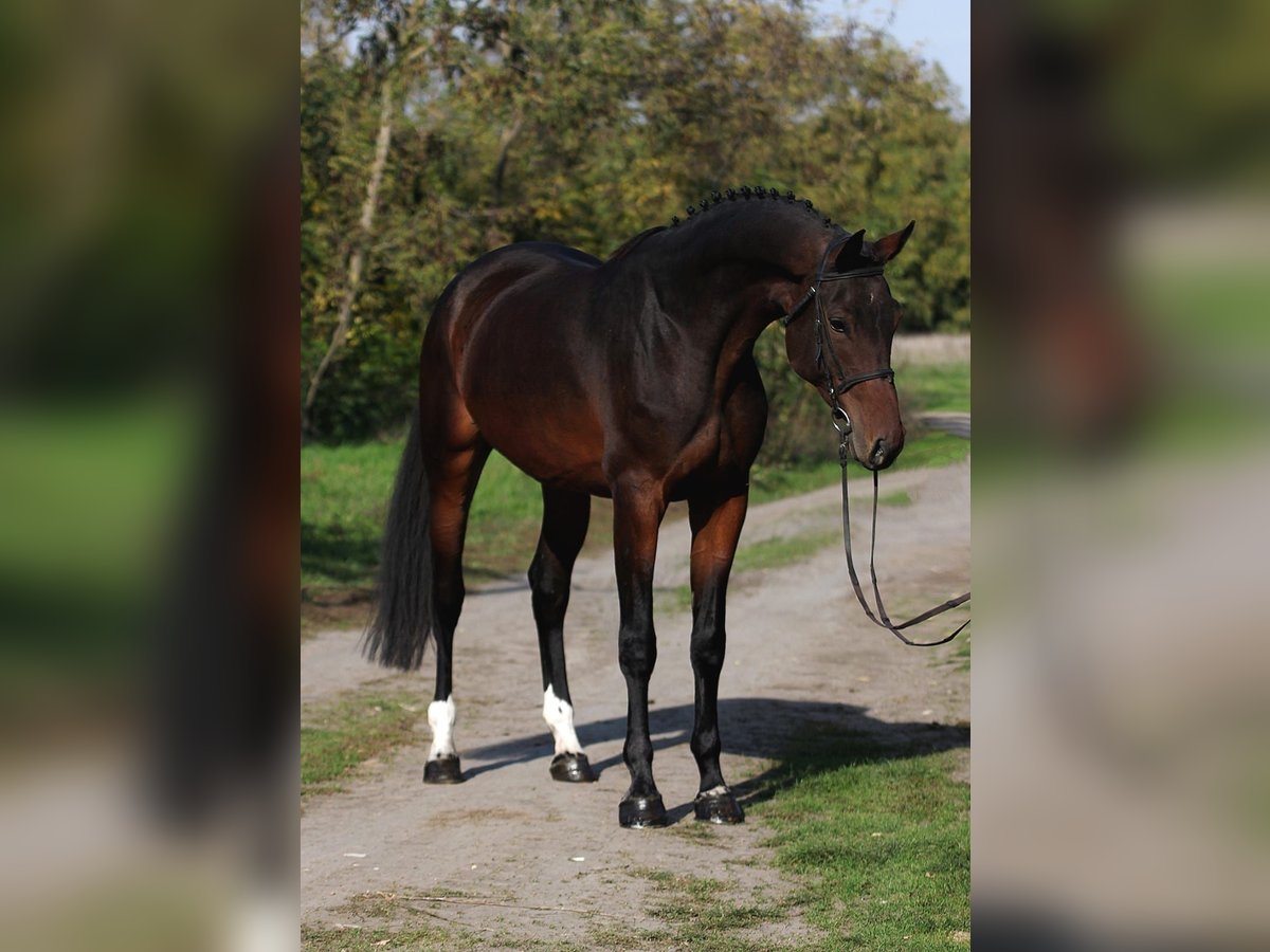 KWPN Merrie 7 Jaar 170 cm Donkerbruin in Gyula