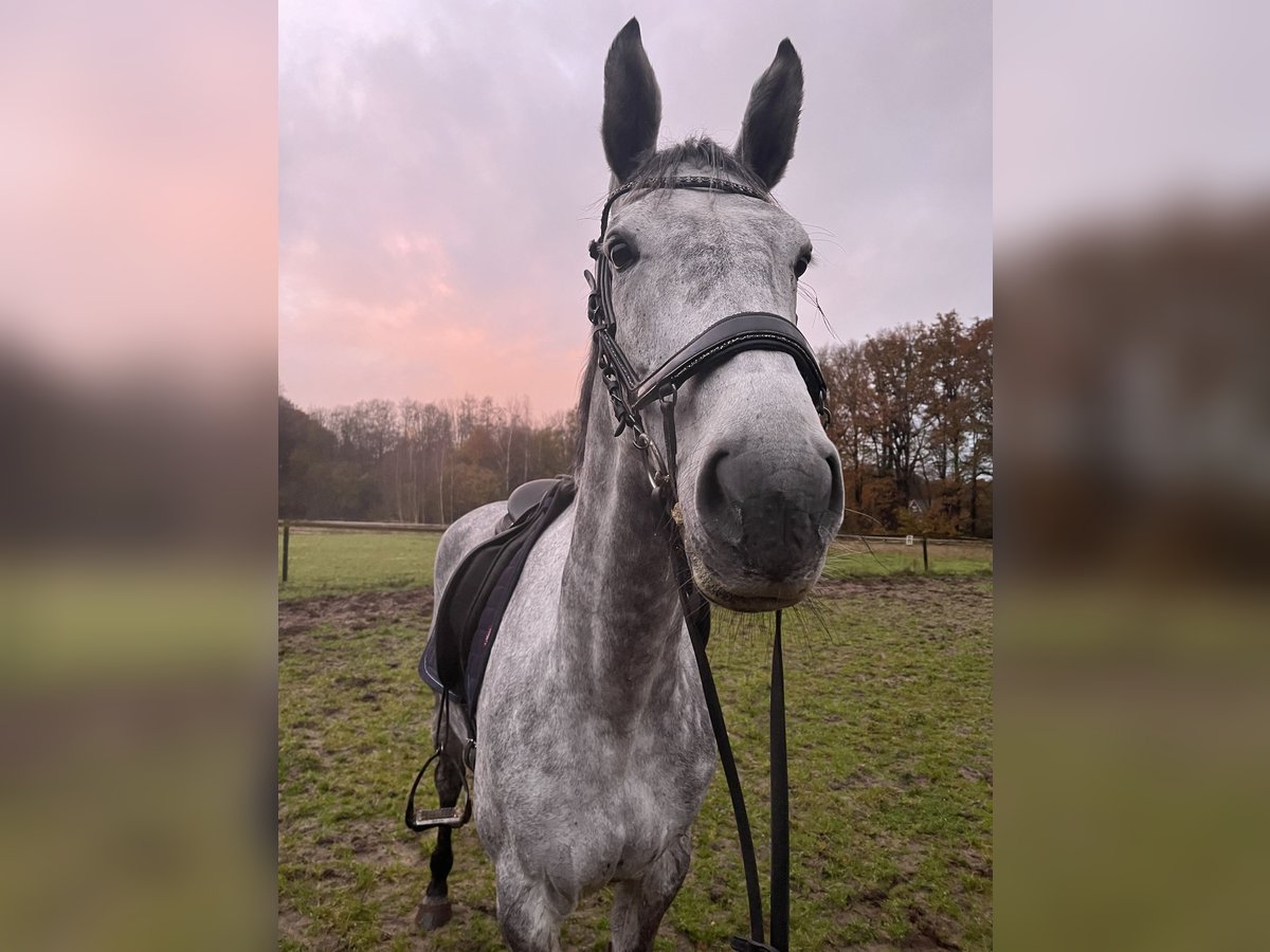 KWPN Merrie 7 Jaar 170 cm Schimmel in Doetinchem