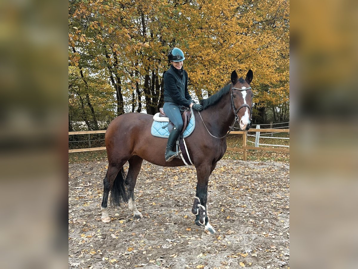 KWPN Merrie 7 Jaar 171 cm Bruin in Dahme