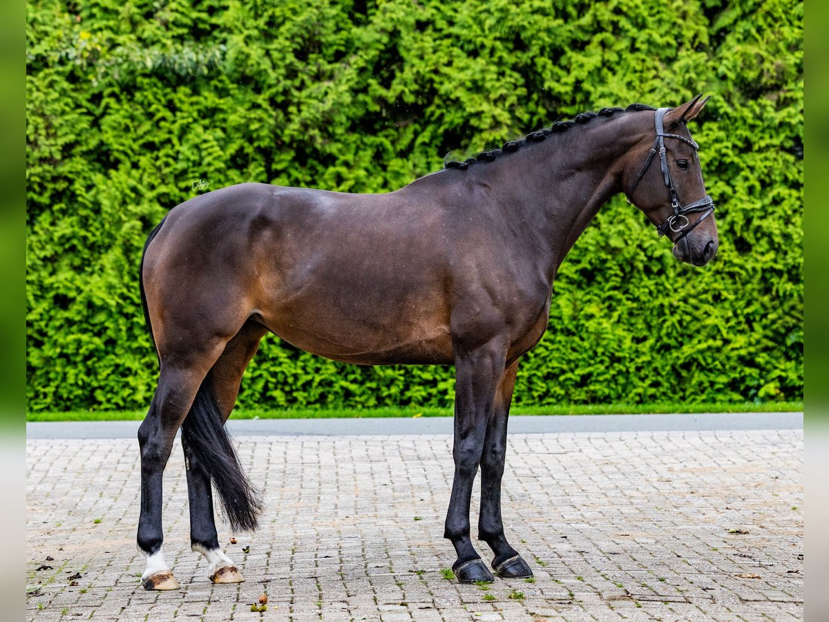 KWPN Merrie 7 Jaar 172 cm Donkerbruin in Biddinghuizen