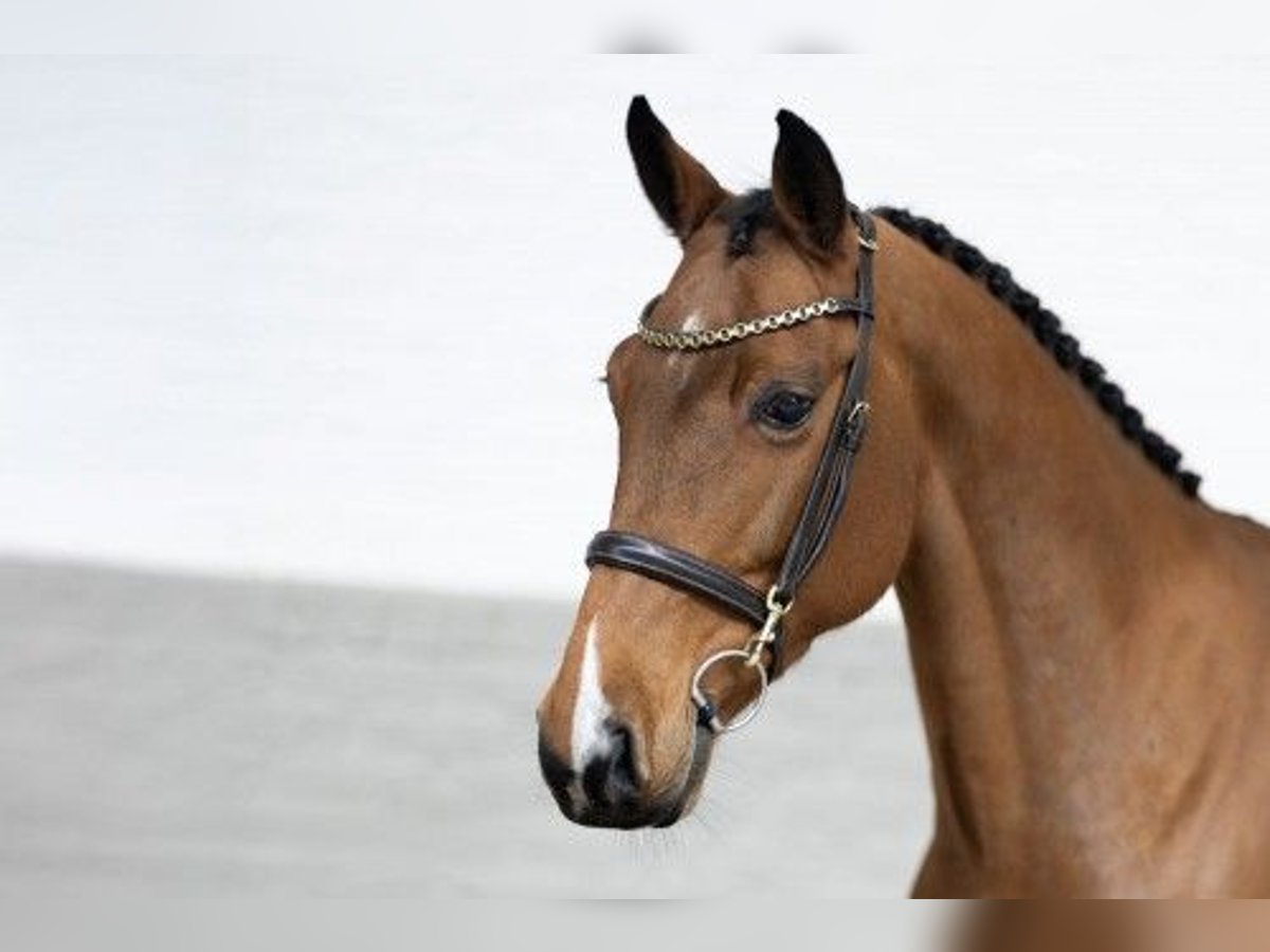 KWPN Merrie 8 Jaar 162 cm Bruin in Heerde