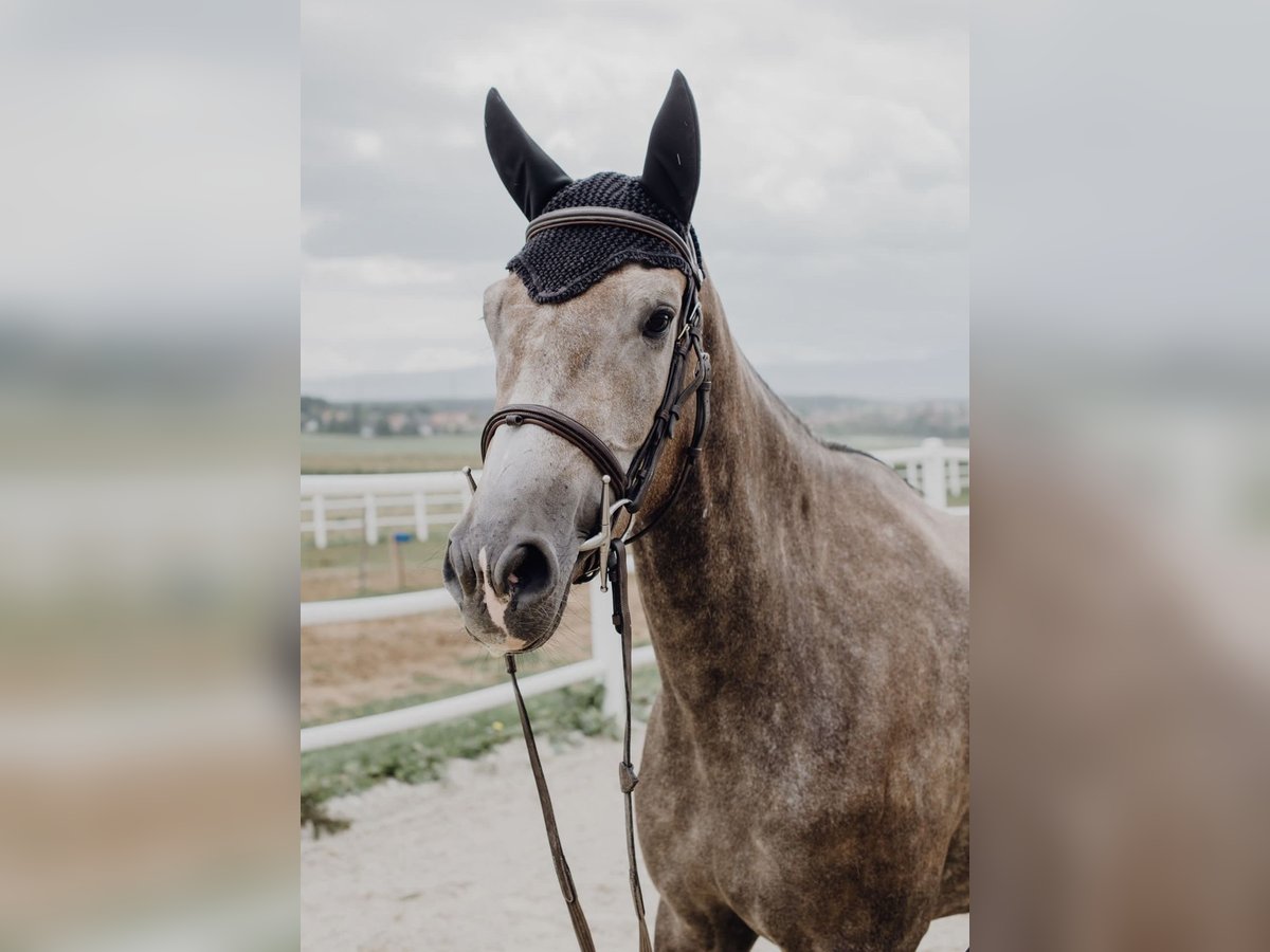 KWPN Merrie 8 Jaar 163 cm Appelschimmel in Neunkirchen