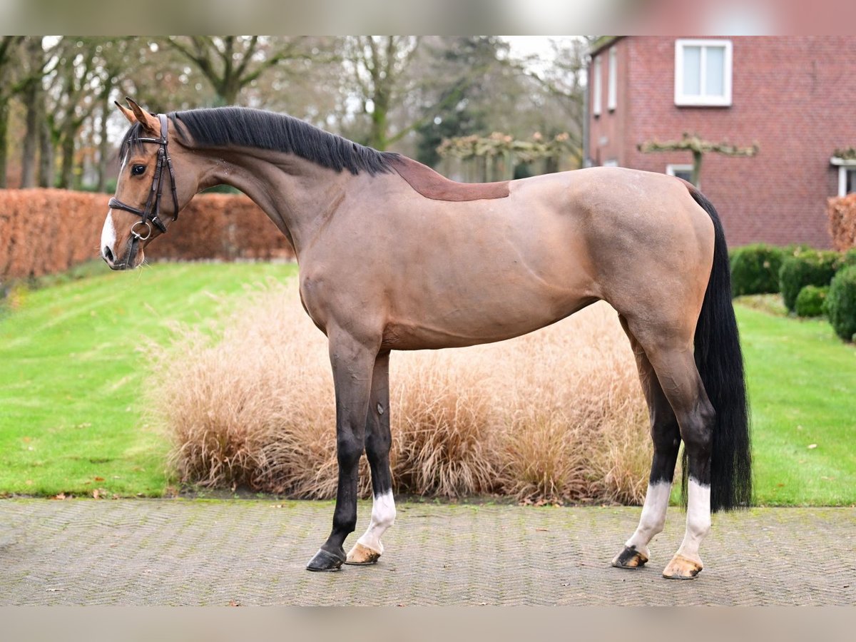 KWPN Merrie 8 Jaar 165 cm Bruin in Bladel