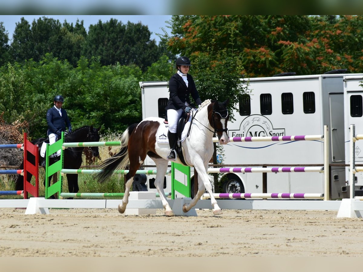 KWPN Merrie 8 Jaar 165 cm Tobiano-alle-kleuren in Casalgrande