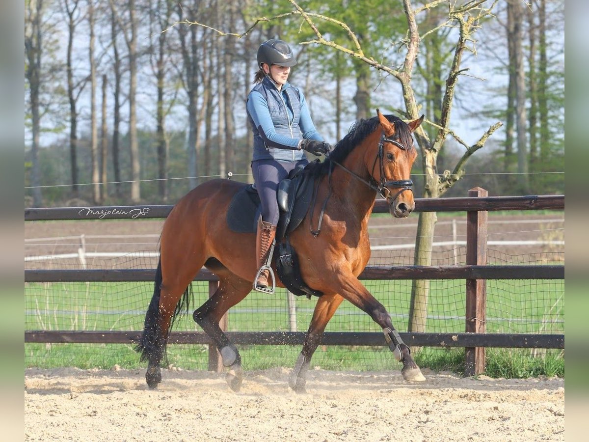 KWPN Merrie 8 Jaar 166 cm Roodbruin in Wezup