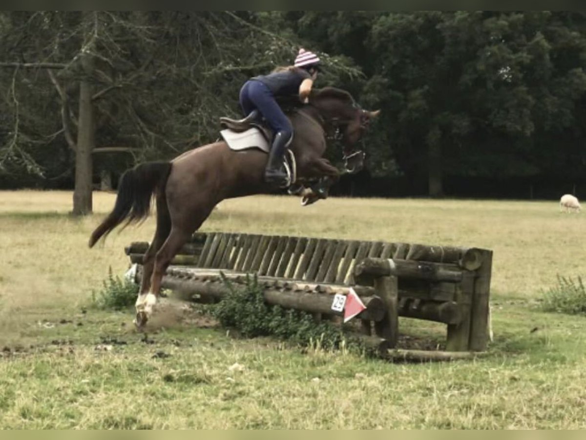 KWPN Merrie 8 Jaar 167 cm Donkere-vos in Canterbury