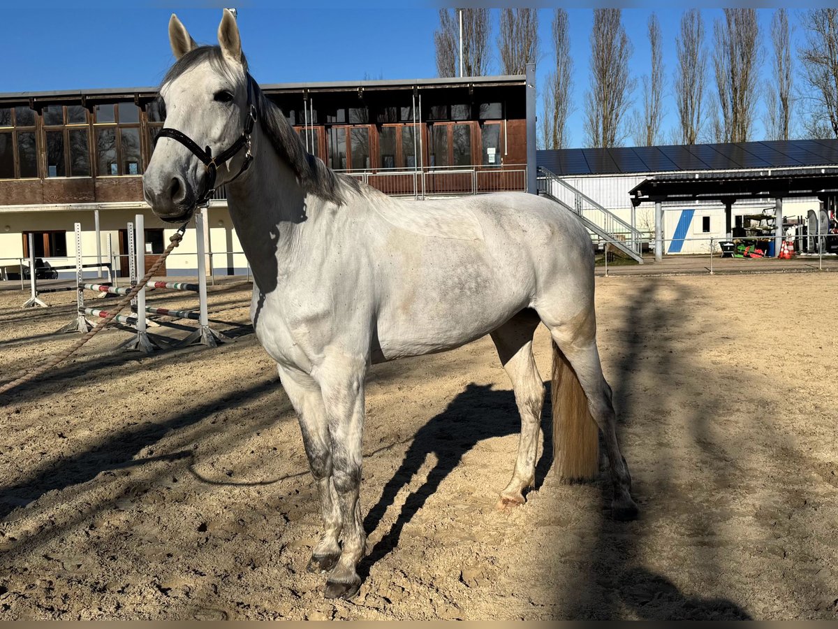 KWPN Merrie 8 Jaar 168 cm Appelschimmel in Hattersheim