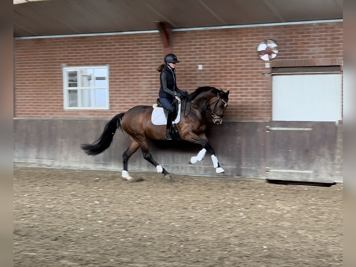 KWPN Merrie 8 Jaar 168 cm Bruin in Erp