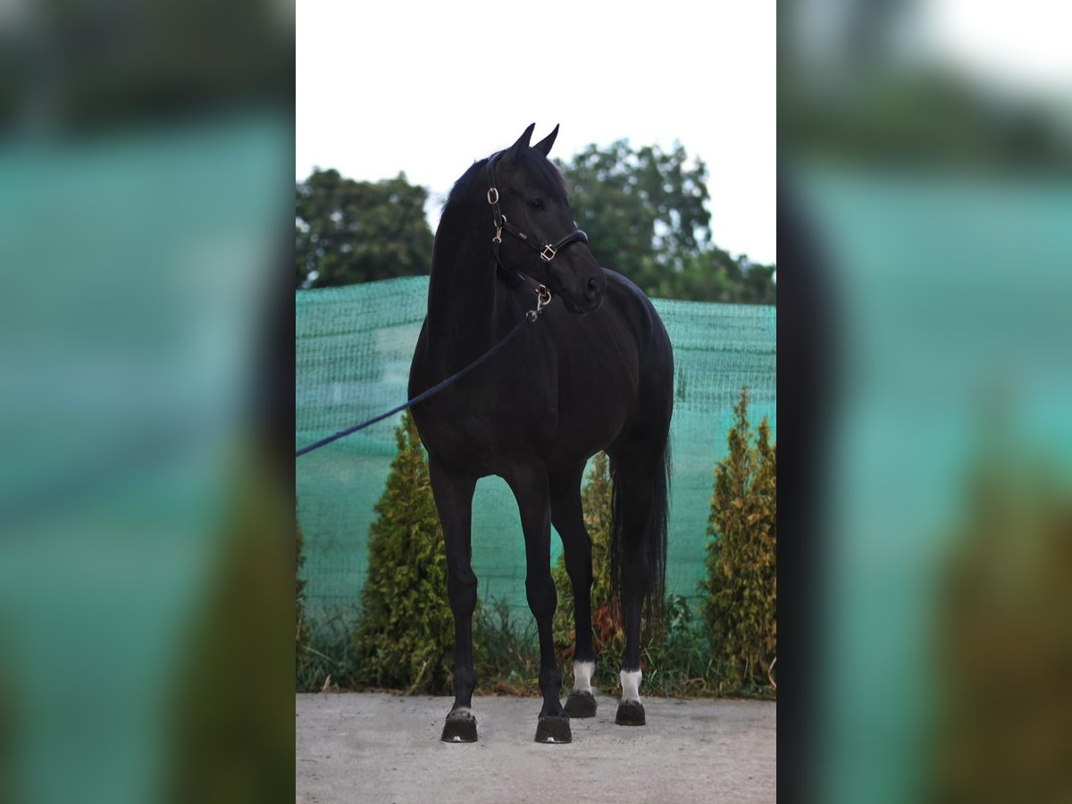 KWPN Merrie 8 Jaar 168 cm Zwart in Kondoros