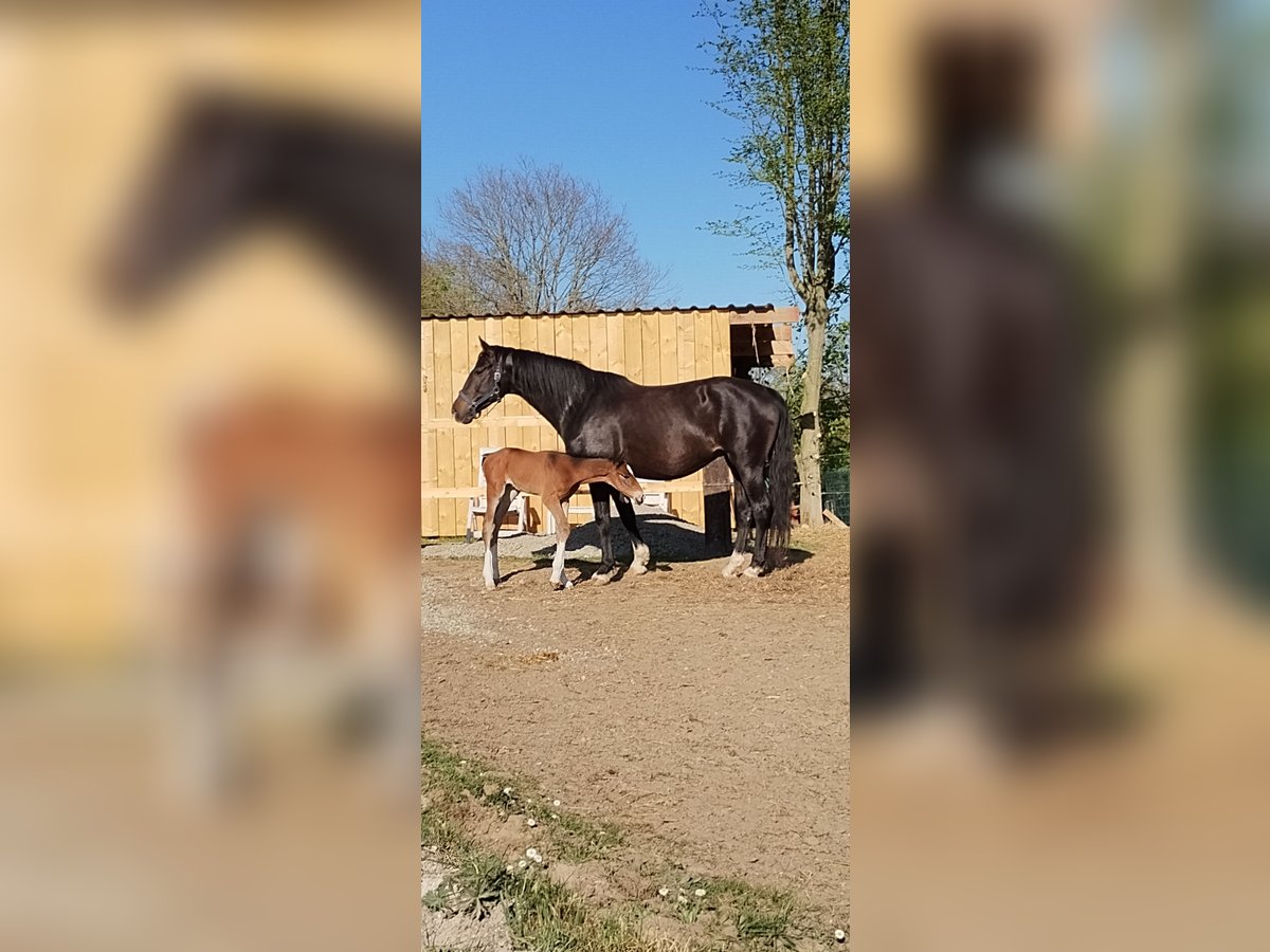 KWPN Merrie 8 Jaar 170 cm Zwart in Haacht KWPN Merrie 8 Jaar 170 cm Zwart in Haacht