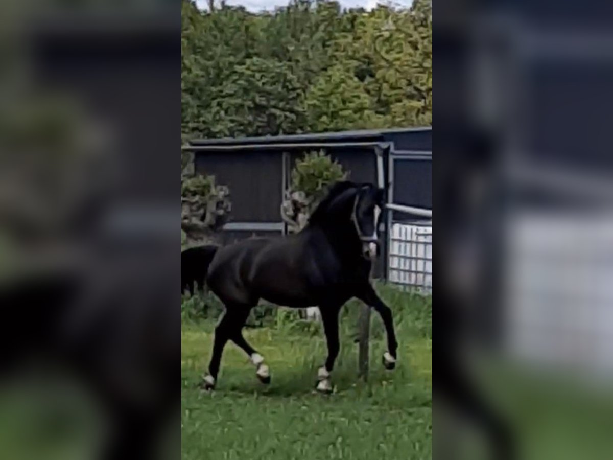 KWPN Merrie 8 Jaar 170 cm Zwartbruin in Haacht