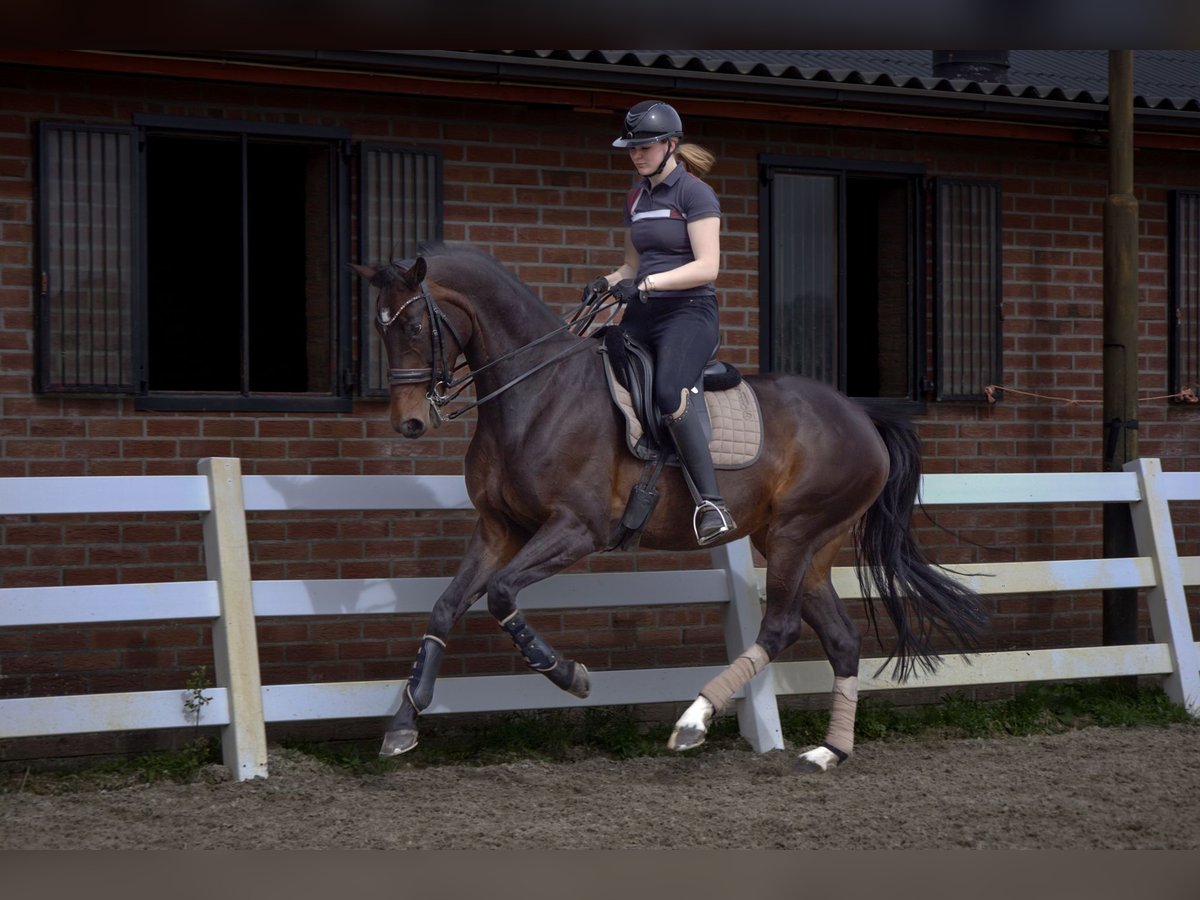 KWPN Merrie 8 Jaar 173 cm Donkerbruin in Schaijk