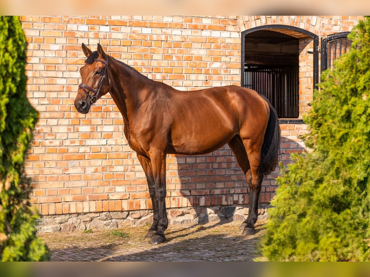 KWPN Merrie 8 Jaar 174 cm Roodbruin in Olsztynek