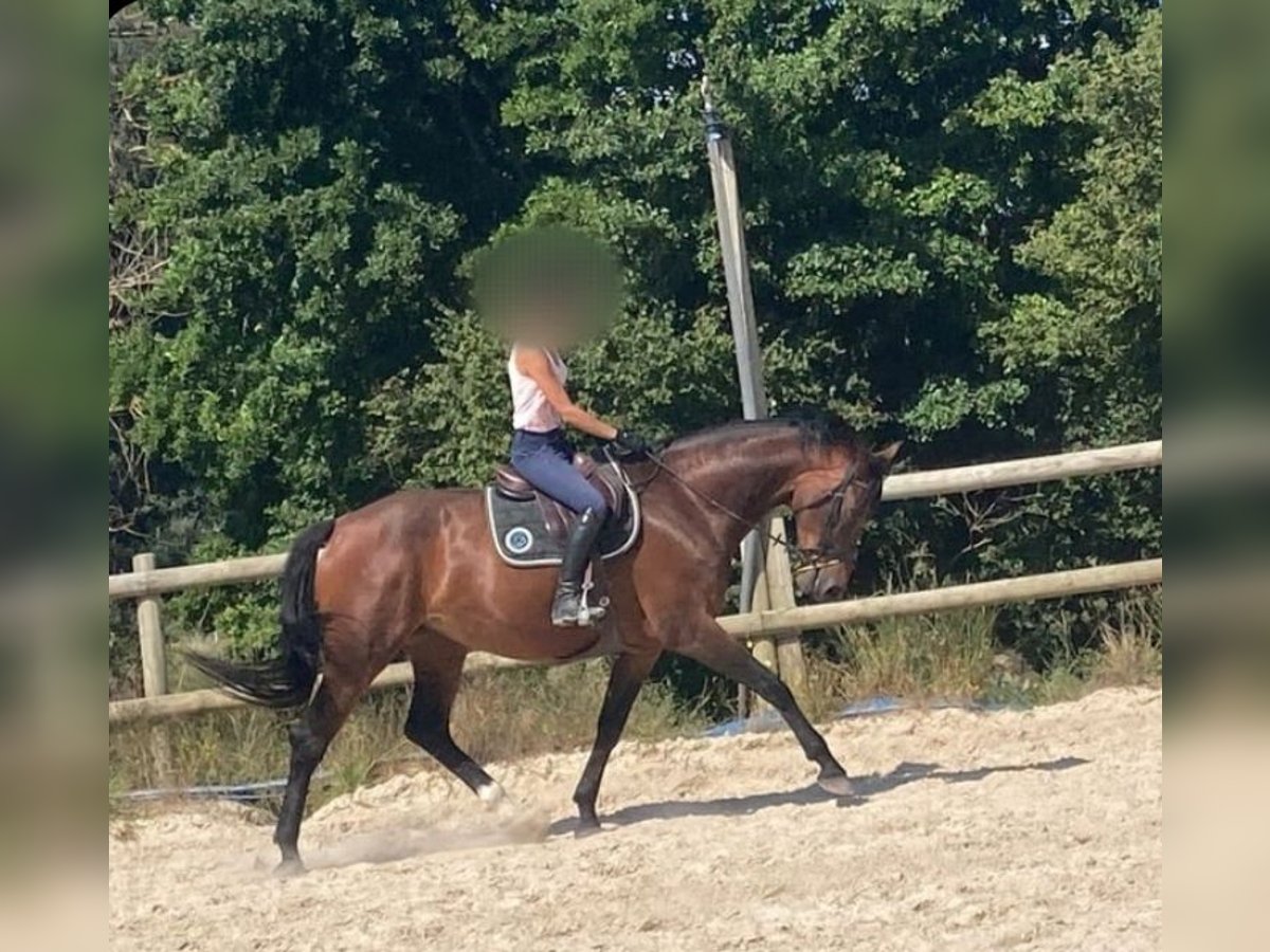 KWPN Merrie 8 Jaar 175 cm Bruin in Cognac