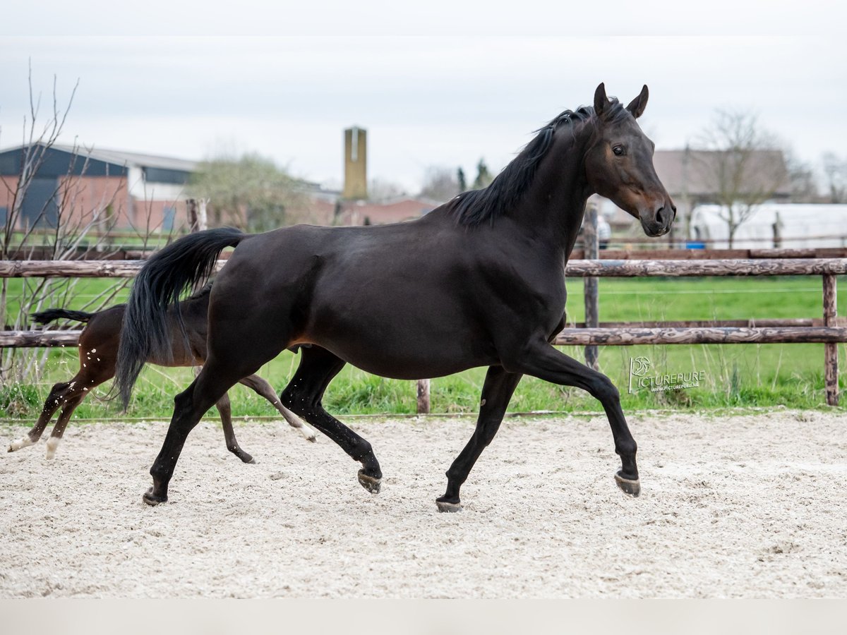 KWPN Merrie 8 Jaar 175 cm Zwartbruin in Elen