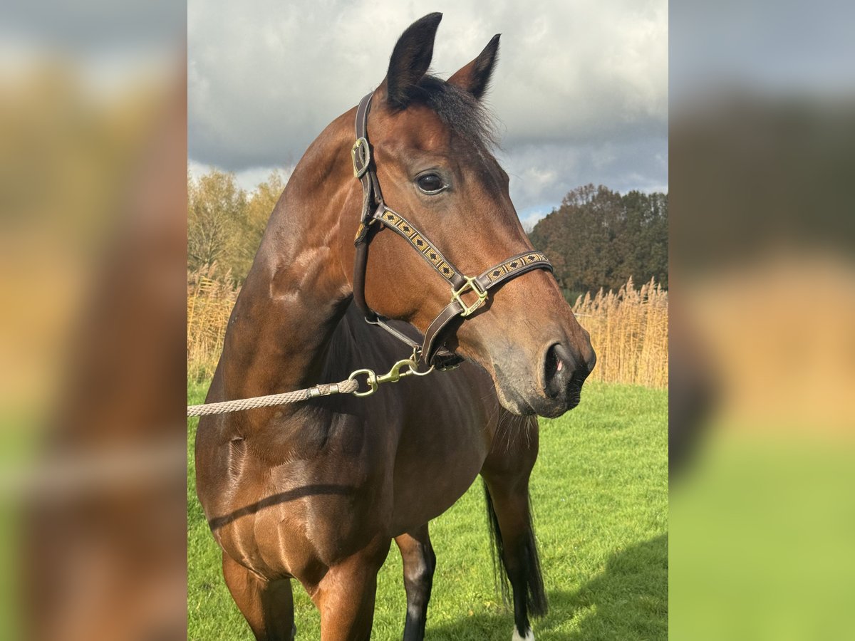 KWPN Merrie 9 Jaar 163 cm Donkerbruin in Breukelen