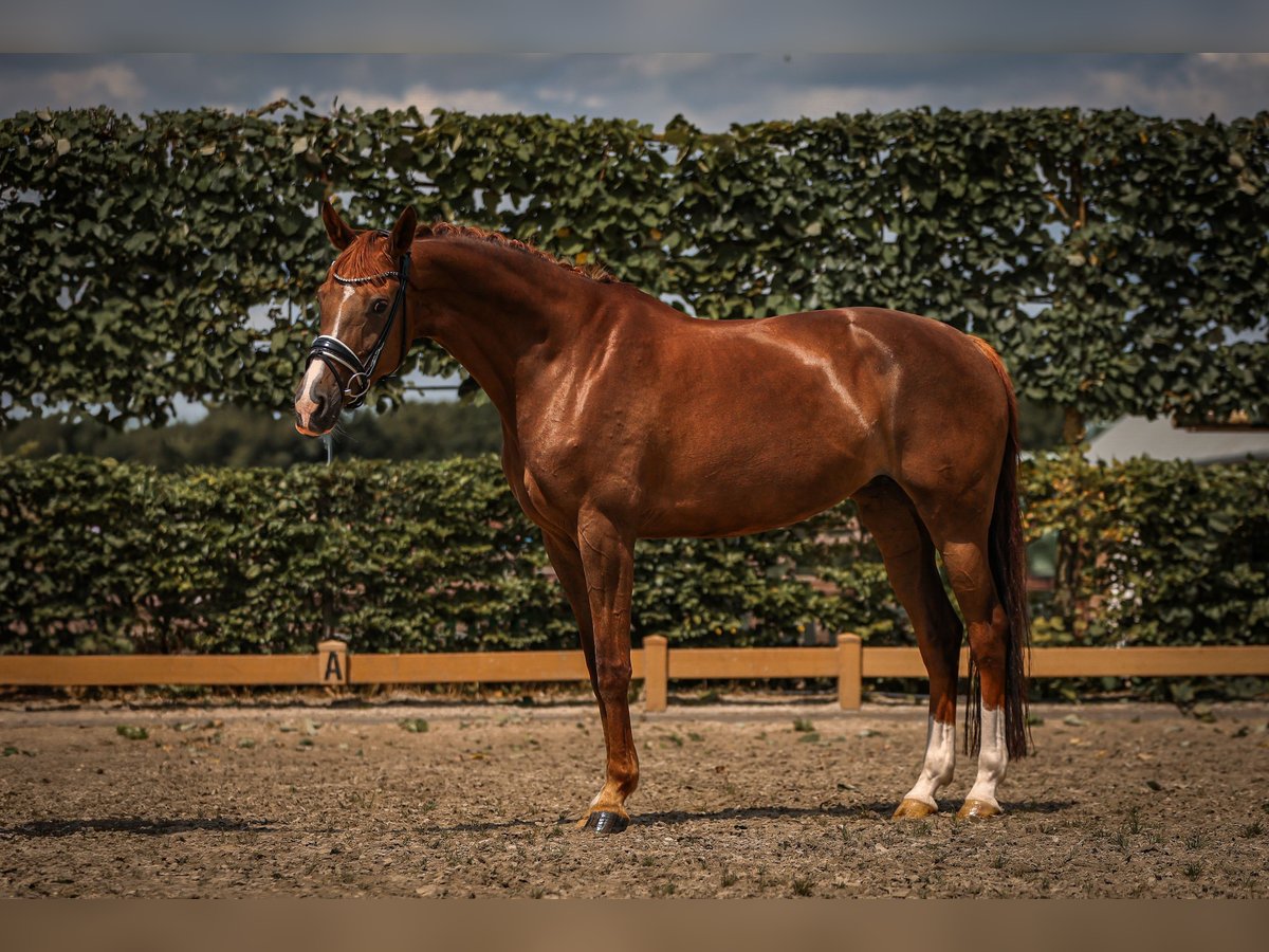 KWPN Merrie 9 Jaar 163 cm Donkere-vos in Goch