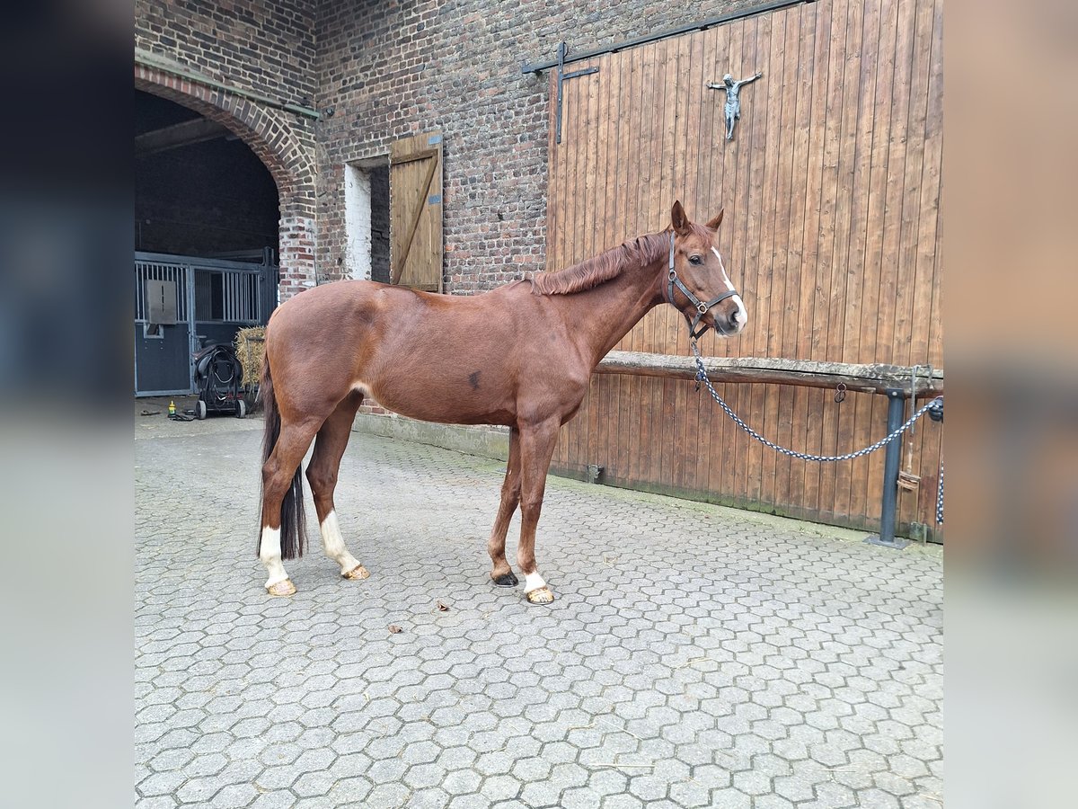 KWPN Merrie 9 Jaar 165 cm Vos in Aldenhoven