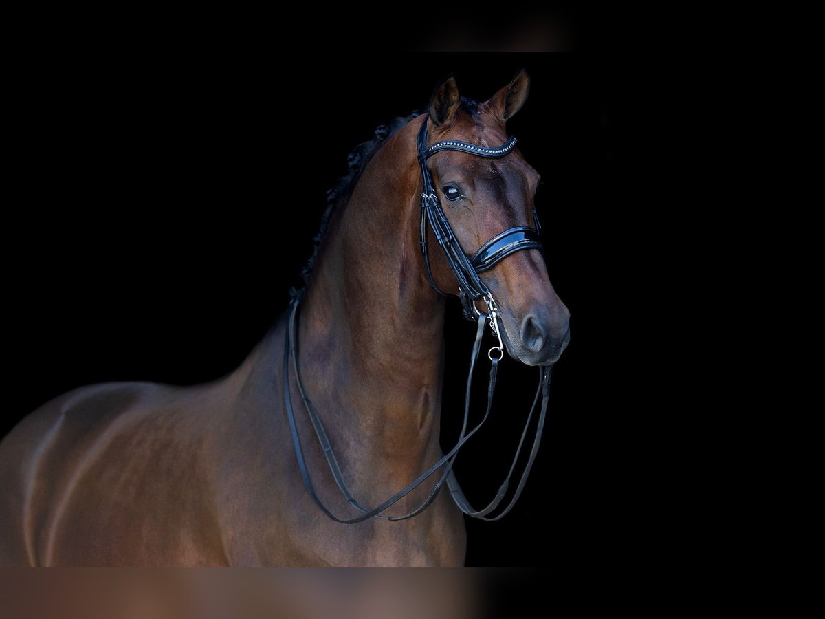 KWPN Merrie 9 Jaar 168 cm Donkerbruin in Kwadijk