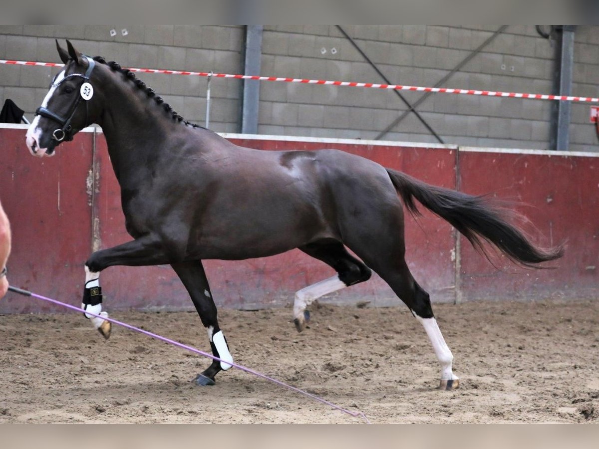 KWPN Merrie 9 Jaar 169 cm Donkere-vos in Stevensbeek